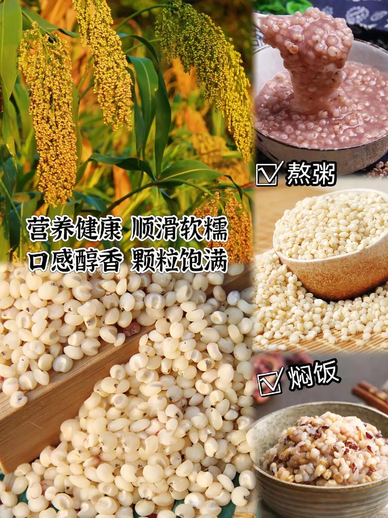 粥飯之間 細(xì)品五谷的醇香與生活的溫度